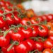 Azura complementa la demanda de tomate cherry en Europa con 180.000 toneladas anuales