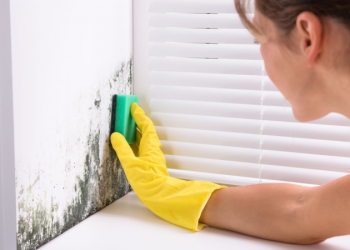 Chau humedad: la planta natural que elimina el moho de la casa al instante