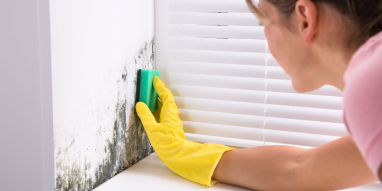 Chau humedad: la planta natural que elimina el moho de la casa al instante