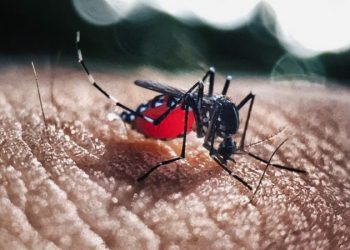El secreto del mosquito que transmite el dengue: ¿cómo hace para encontrar sus víctimas y picarlos?