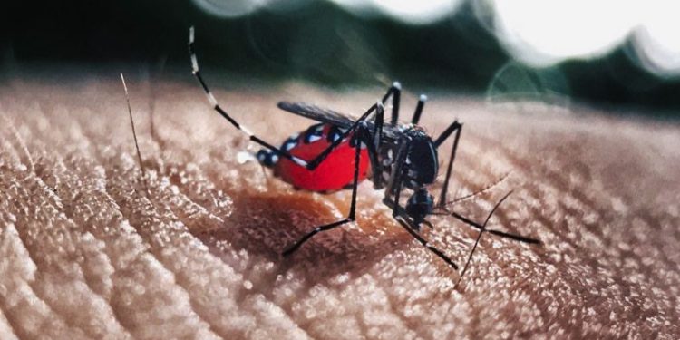 El secreto del mosquito que transmite el dengue: ¿cómo hace para encontrar sus víctimas y picarlos?