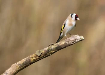 Cae en Chiclana una red «de grandes dimensiones» que se dedicaba a la caza furtiva de aves silvestres