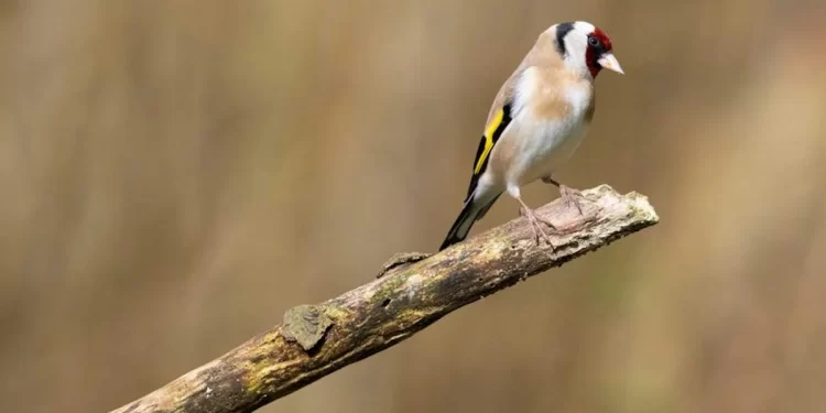 Cae en Chiclana una red «de grandes dimensiones» que se dedicaba a la caza furtiva de aves silvestres