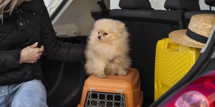 Los documentos necesarios para viajar al exterior con tu perro o tu gato: cómo sacar el Certificado Veterinario Internacional