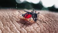 El secreto del mosquito que transmite el dengue: ¿cómo hace para encontrar sus víctimas y picarlos?