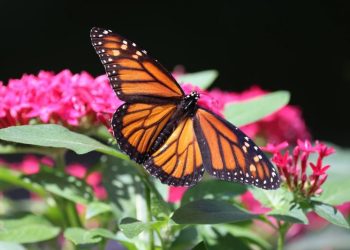 Una investigación científica revela que el santuario de la mariposa monarca podría ser víctima del cambio climático