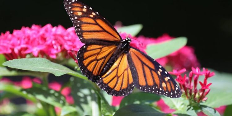 Una investigación científica revela que el santuario de la mariposa monarca podría ser víctima del cambio climático