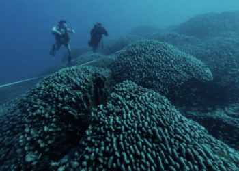Descubrimiento que cambia la historia para siempre: encuentran una maravilla oculta en las profundidades del mar