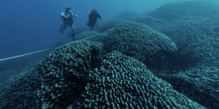 Descubrimiento que cambia la historia para siempre: encuentran una maravilla oculta en las profundidades del mar