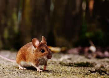 Descubrimiento sorprendente: las ratas podrían ayudar a detectar el tráfico ilegal de fauna silvestre