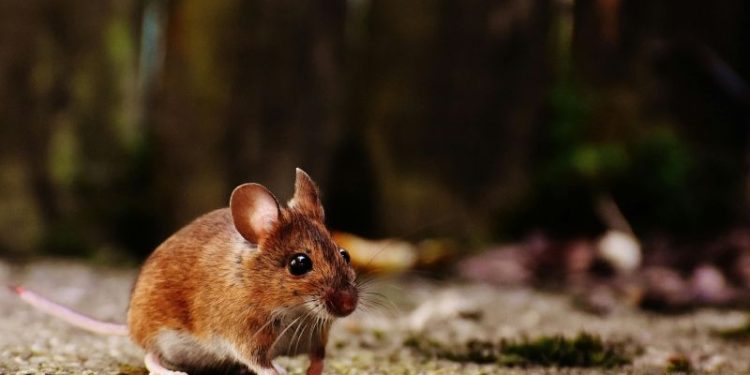 Descubrimiento sorprendente: las ratas podrían ayudar a detectar el tráfico ilegal de fauna silvestre