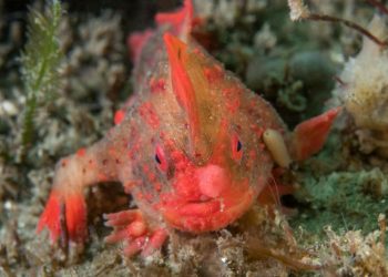 El pez con manos que podía caminar se extinguió: dónde habitaba esta especie única y cuándo fue visto por última vez