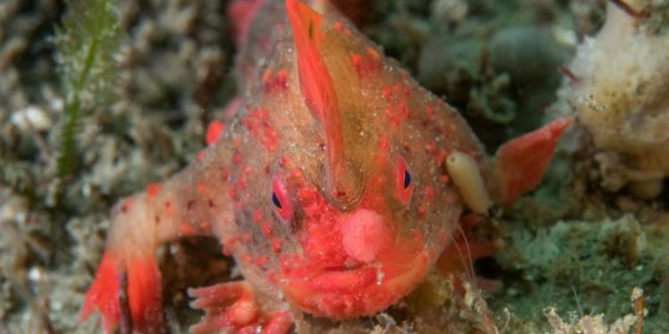 El pez con manos que podía caminar se extinguió: dónde habitaba esta especie única y cuándo fue visto por última vez