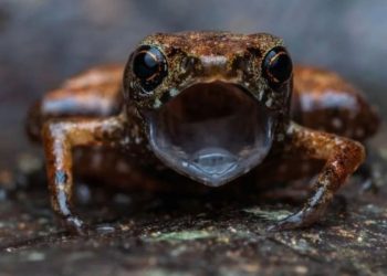 El sapo más pequeño del mundo: un grupo de científicos descubrió a este animal casi imposible de detectar