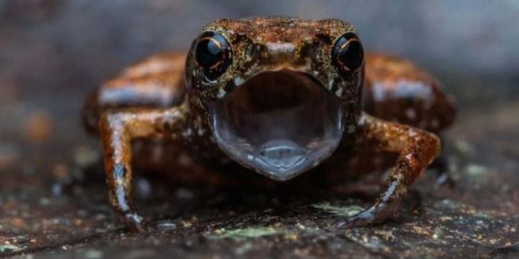 El sapo más pequeño del mundo: un grupo de científicos descubrió a este animal casi imposible de detectar