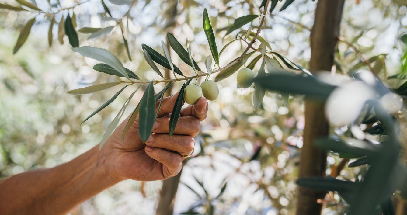 La producción de aceite de oliva aumentará un 48% en la cosecha 2024/2025 en España. (iStock)