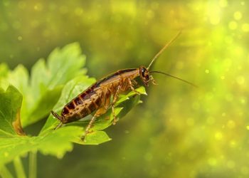 La hierba aromática que no sabías que servía para ahuyentar a las cucarachas: cómo usarla en casa