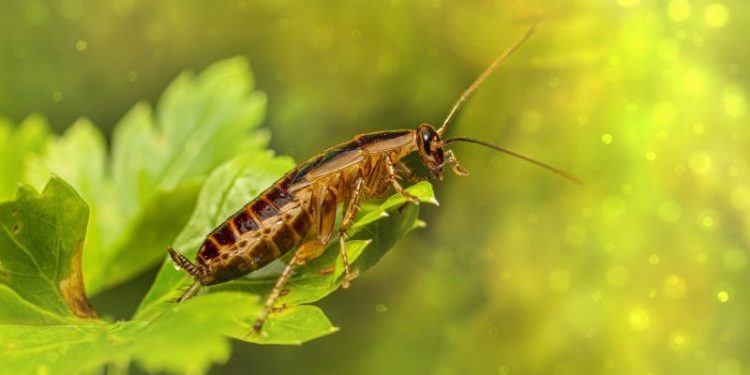 La hierba aromática que no sabías que servía para ahuyentar a las cucarachas: cómo usarla en casa
