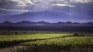 No queda en Mendoza: la bodega argentina que fue premiada y quedó entre los 50 mejores viñedos del mundo