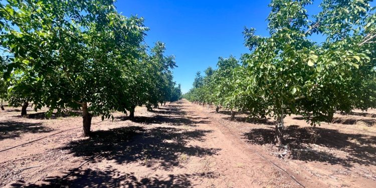 Inversión agroindustrial en Mendoza: Oportunidades en el cultivo de Pistachos y Nogales
