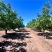 Inversión agroindustrial en Mendoza: Oportunidades en el cultivo de Pistachos y Nogales