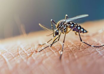 Alerta dengue: cuánto duran los síntomas si te contagiás la enfermedad, según los expertos