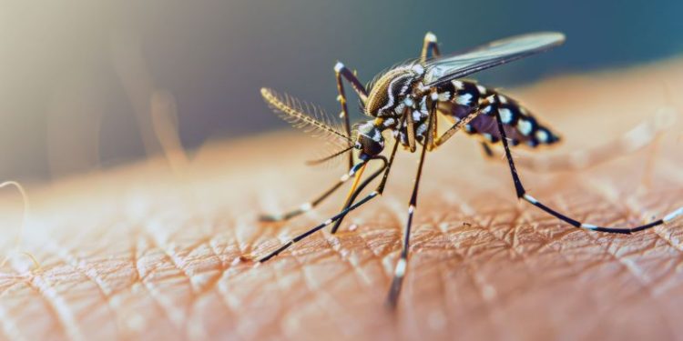 Alerta dengue: cuánto duran los síntomas si te contagiás la enfermedad, según los expertos