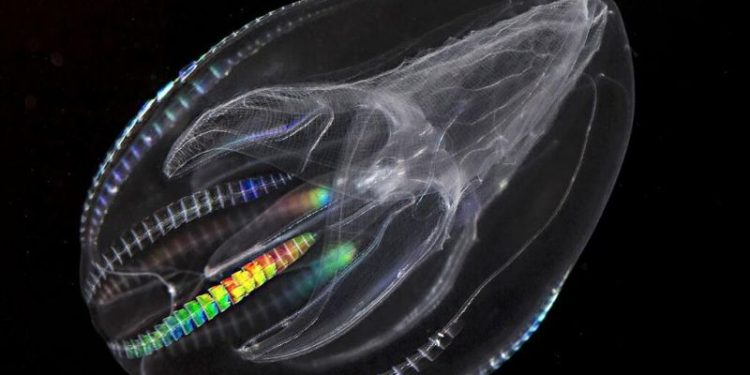 Descubrimiento marino puede cambiar la historia de los tratamientos antiedad: la particular medusa que rejuvenece