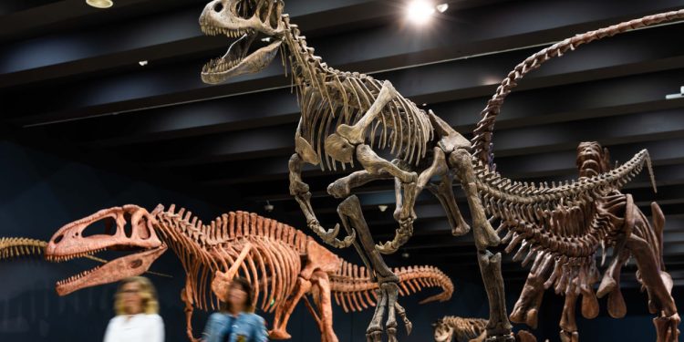 Vacaciones entre dinosaurios, dibujos animados y genios de la música clásica en Caixaforum