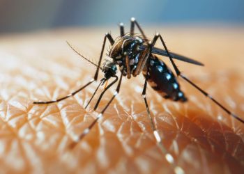 El mosquito que transmite el dengue tiene un “ojo térmico” para encontrar a sus víctimas, reveló una investigación científica