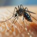 El mosquito que transmite el dengue tiene un “ojo térmico” para encontrar a sus víctimas, reveló una investigación científica