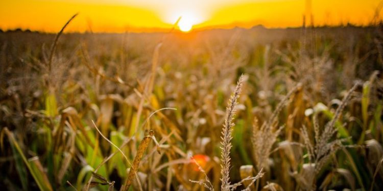 Grupo Petersen y Rizobacter se unen para ofrecer financiamiento exclusivo a productores agropecuarios