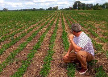 Luz roja para la soja: es “inviable” o está al borde del quebranto en el 90% de la superficie nacional