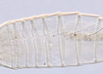 Cambia la historia de la biología: encontraron un dragón en el Polo Sur y los científicos están impactados