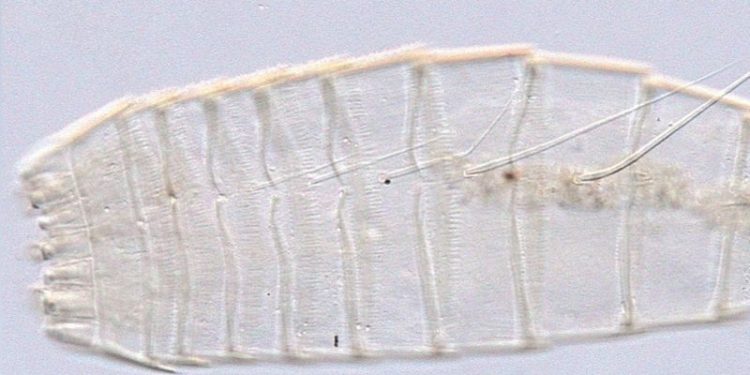 Cambia la historia de la biología: encontraron un dragón en el Polo Sur y los científicos están impactados