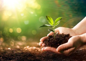 Ni potus ni helecho: la planta ideal que purifica el aire y decora la casa