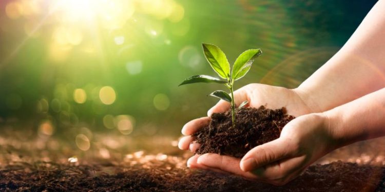 Ni potus ni helecho: la planta ideal que purifica el aire y decora la casa