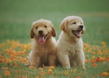 Una investigación científica reveló detalles de la inteligencia de los perros: estos son los resultados sorprendentes