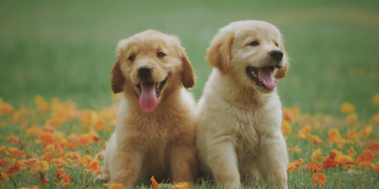 Una investigación científica reveló detalles de la inteligencia de los perros: estos son los resultados sorprendentes