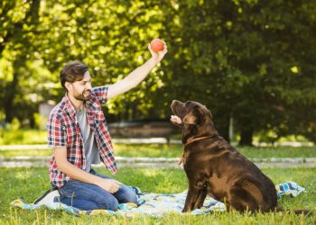 Una investigación científica reveló que los perros sincronizan sus ondas cerebrales con las de sus dueños cuando juegan