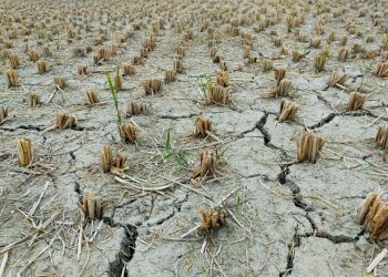 Acuerdo de París: ¿cuánto pone en juego la economía argentina si se retira del pacto climático?