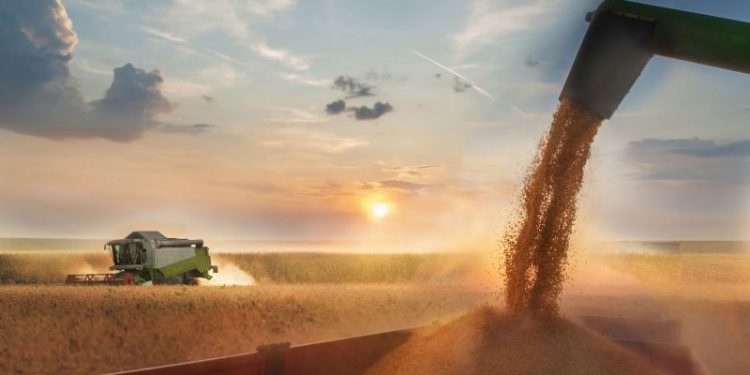 El cultivo que batió récords y trajo a la Argentina más de u$s 1000 millones