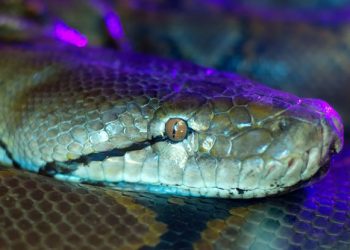 La serpiente gigante que aterrorizó a Estados Unidos: cómo se controló al animal que invadió el estado de Florida
