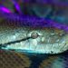 La serpiente gigante que aterrorizó a Estados Unidos: cómo se controló al animal que invadió el estado de Florida
