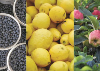 Las exportaciones de las economías regionales desaceleraron en diciembre pero siguen en franca recuperación