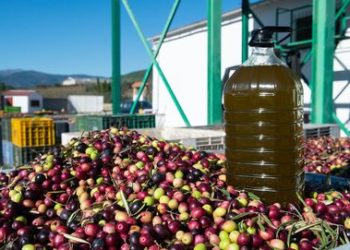 Mercadona baja por tercera vez en cinco meses el precio de su aceite de oliva y ofrece la garrafa de 5 litros más barata del mercado