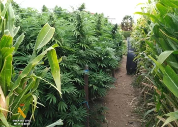 La Matanza: Autoridades se ufanan por secuestro de 100 kilos de Marihuana, cuando decenas de miles se producen entre sembradíos en la Provincia y miles de kilos de cocaína ingresan al país-Videos exclusivos-