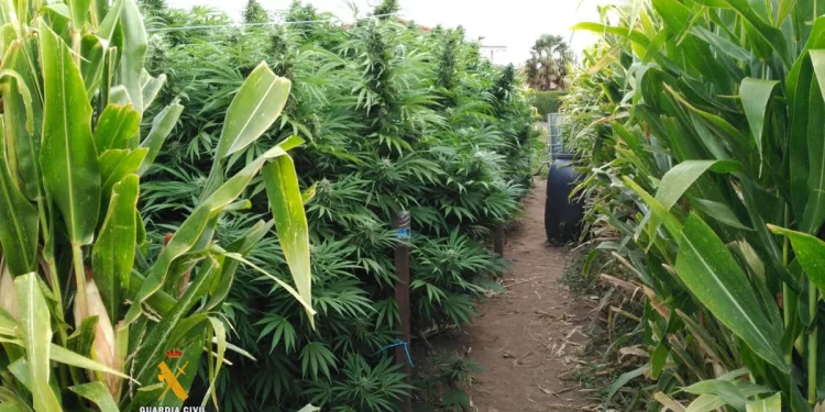 La Matanza: Autoridades se ufanan por secuestro de 100 kilos de Marihuana, cuando decenas de miles se producen entre sembradíos en la Provincia y miles de kilos de cocaína ingresan al país-Videos exclusivos-