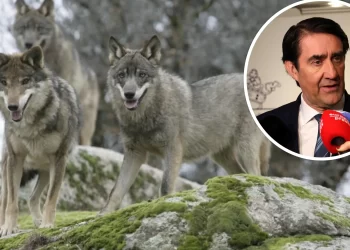 Quiñones confía en que a lo largo de 2025 las autonomías recuperen la gestión del lobo