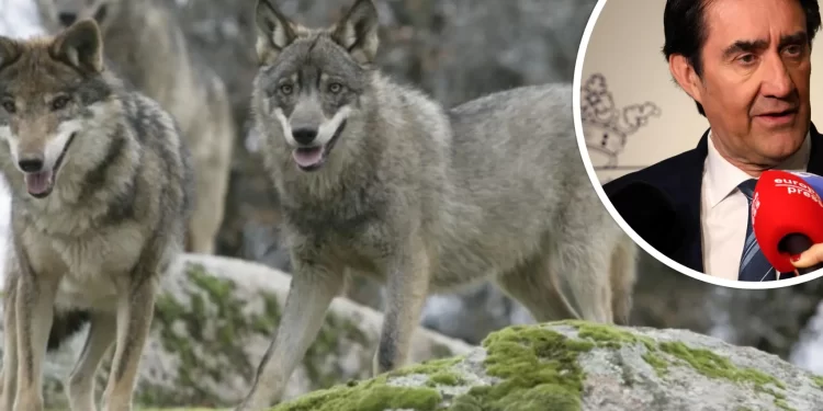 Quiñones confía en que a lo largo de 2025 las autonomías recuperen la gestión del lobo